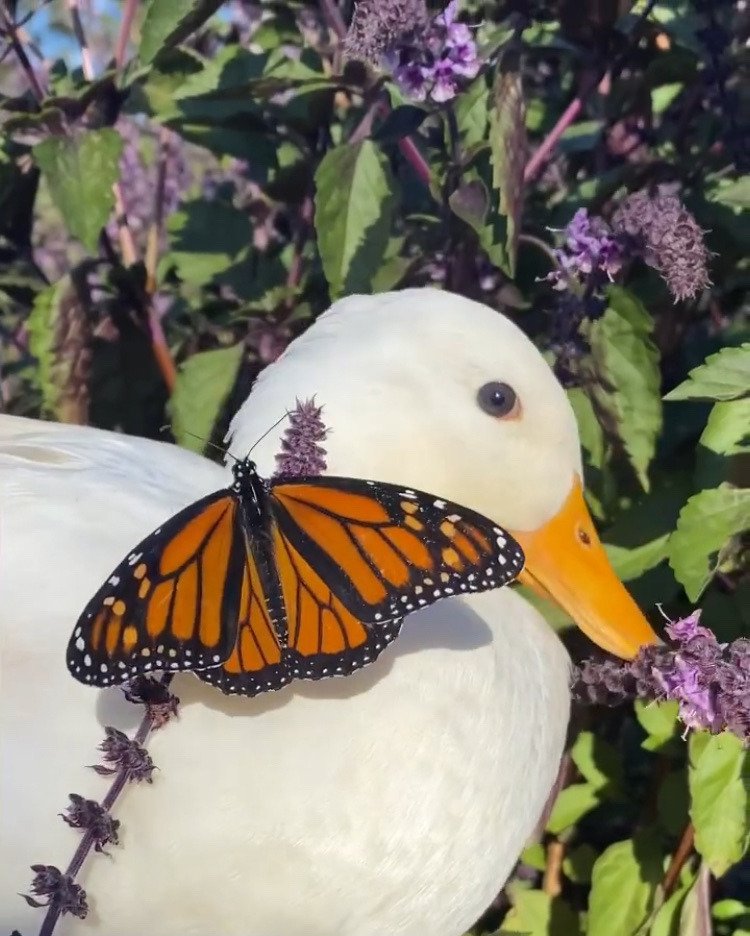 𓍊˖ ࣪⊹ (@goblinc0re) on Twitter photo 