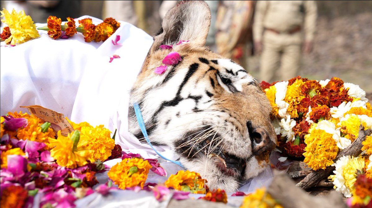 AditiGargIAS's tweet photo. RIP, Queen of Pench. You lived long and majestically. You ruled the food chain and because of you an entire forest was alive. #collarwali 

‘Tiger Tiger, burning bright, 
In the forests of the night; 
What immortal hand or eye, 
Could frame thy fearful symmetry?’~ William Blake https://t.co/K3gsF0eWef