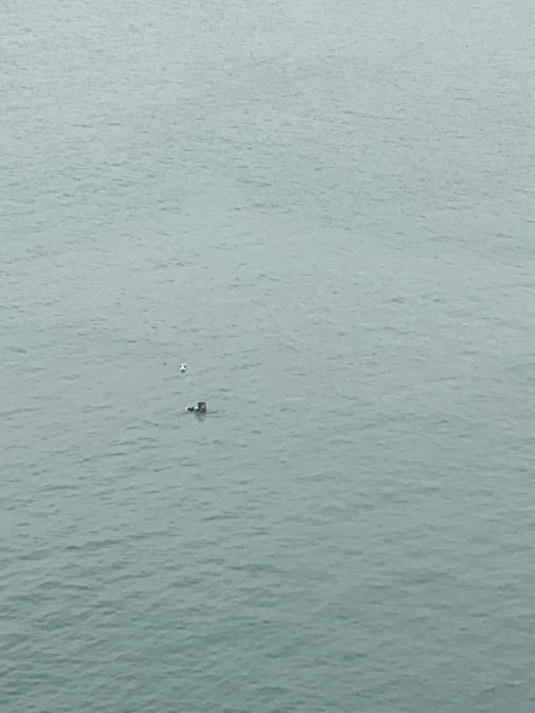 gamgirl2000's tweet photo. One lost mojo found in Pembrokshire. Lovely walks and food. Made better by sightings of dolphin, seals,red kite and wild pony's. #Refuelled #NatureBeauty https://t.co/KWbqJBWPPN