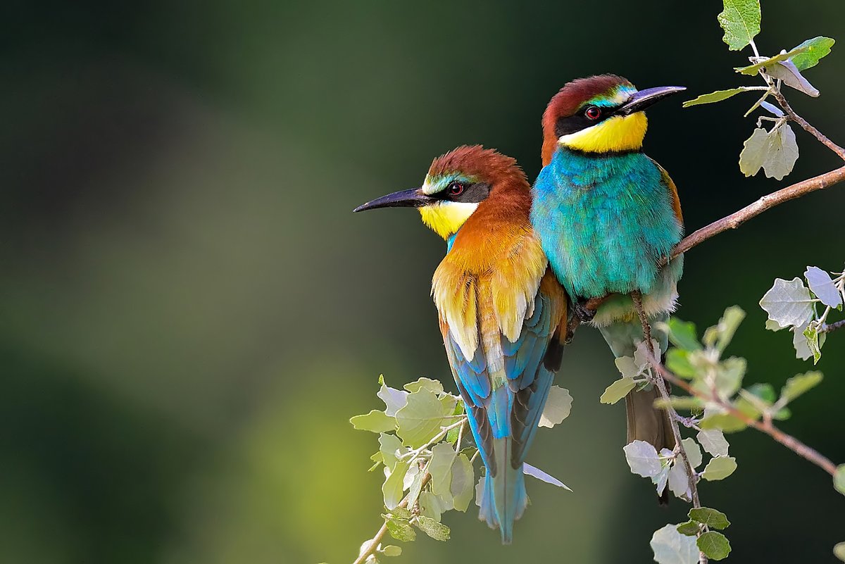 O bird. Красивые птицы. Красочные птицы. Птица на ветке. Разноцветные птички.