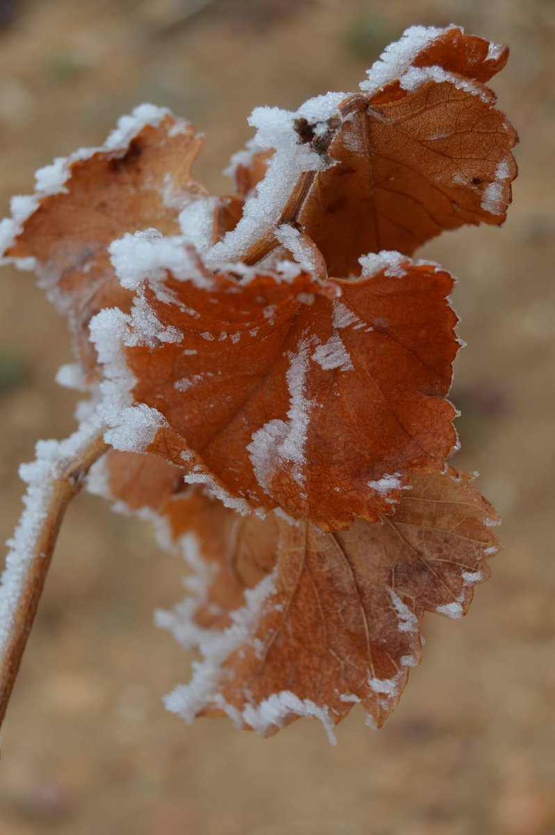 TurismoCigales's tweet photo. Las heladas de estos días en #Cigales nos han dejado preciosas estampas cómo estas en nuestros viñedos @DOCigales @RutaVinoCigales @rutasvinoespana #ViñayHielo https://t.co/2jA6PYSkcp