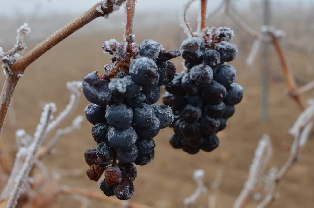 TurismoCigales's tweet photo. Las heladas de estos días en #Cigales nos han dejado preciosas estampas cómo estas en nuestros viñedos @DOCigales @RutaVinoCigales @rutasvinoespana #ViñayHielo https://t.co/2jA6PYSkcp