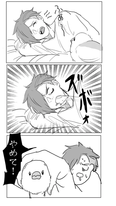 口の中探検しようとするのやめて  #文鳥 