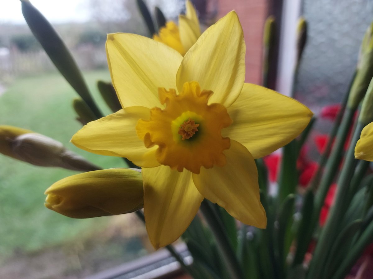 LawnMasterNotts's tweet photo. 1st full bloom of the year! Who doesn't love daffodils then 😊
#SpringIsJustAroundTheCorner https://t.co/ECZvOj0UJ8