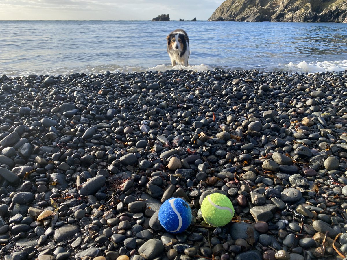 Angel Nemo Newfoundland tweet media