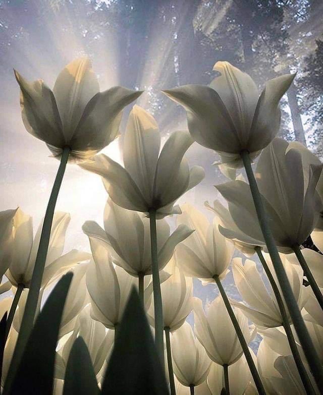 UlrikeMoran's tweet photo. Forgiveness is not an occasional act; It is a permanent attitude. - Martin Luther King Jr. #StrenghtsToLove π #Forgiveness π€ #ProjectForgive π #JoyTrain π€
Photo by β¦@olaysevenβ© https://t.co/4sWEXgCAGn