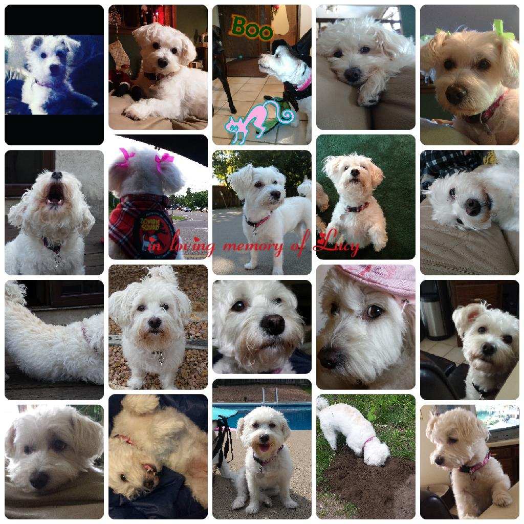 3jdog3's tweet photo. In loving memory of my beautiful Lucy 💜🐾💞 https://t.co/rtTOOy9mhJ
