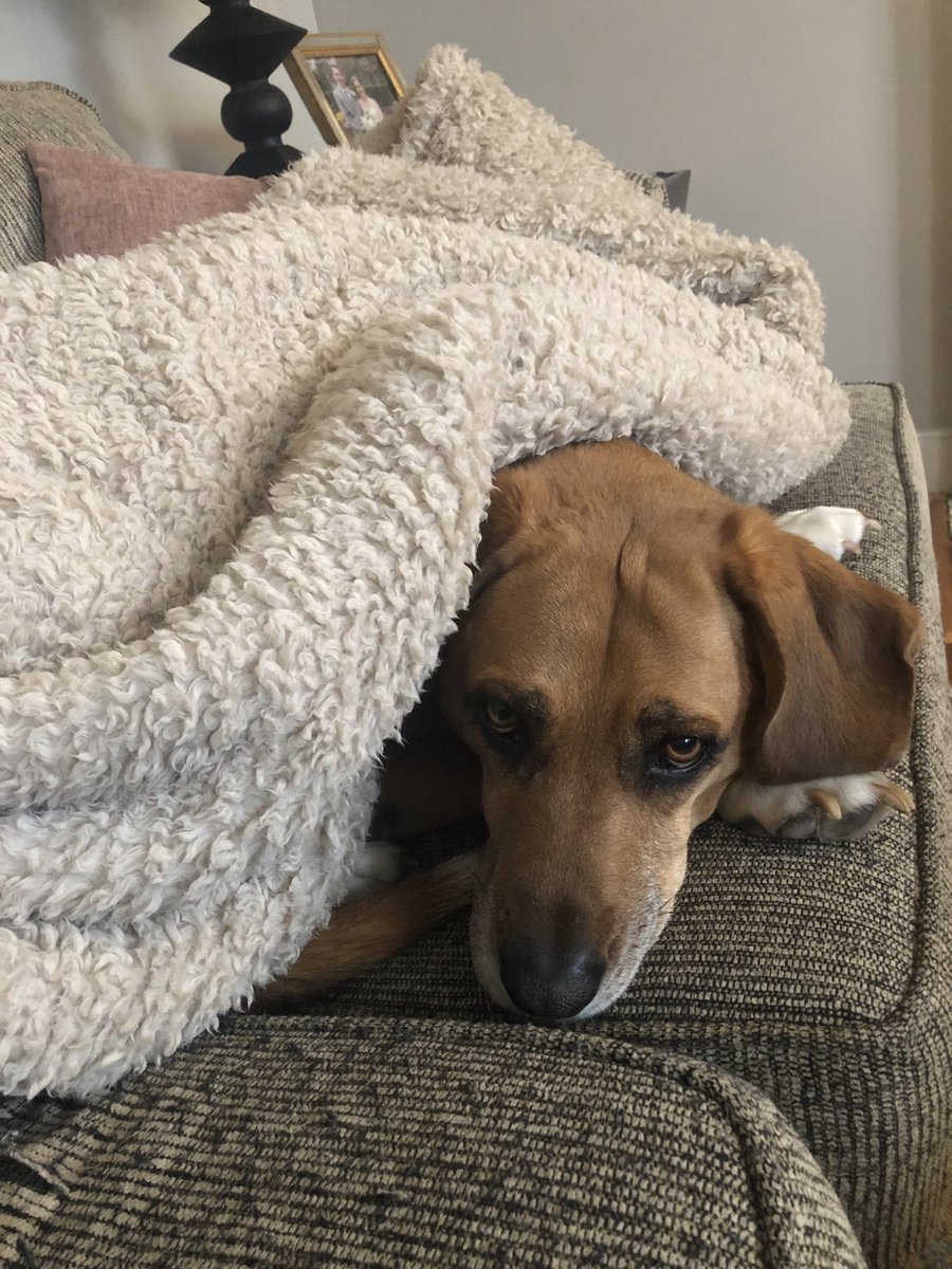MediaDomEnergy's tweet photo. Snow is starting to fall in metro RVA. Be like Murphy - grab a blanket and hit the couch. 

Stay off the roads if you can to help first responders get where they need to go! 

Stay safe! https://t.co/D1u3IpEG0W