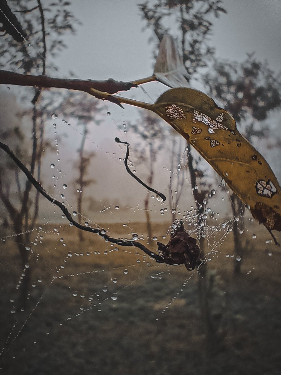 HassnatHashmi's tweet photo. Due drops with leaves
#duedrop #photography https://t.co/rehhx4sRJp