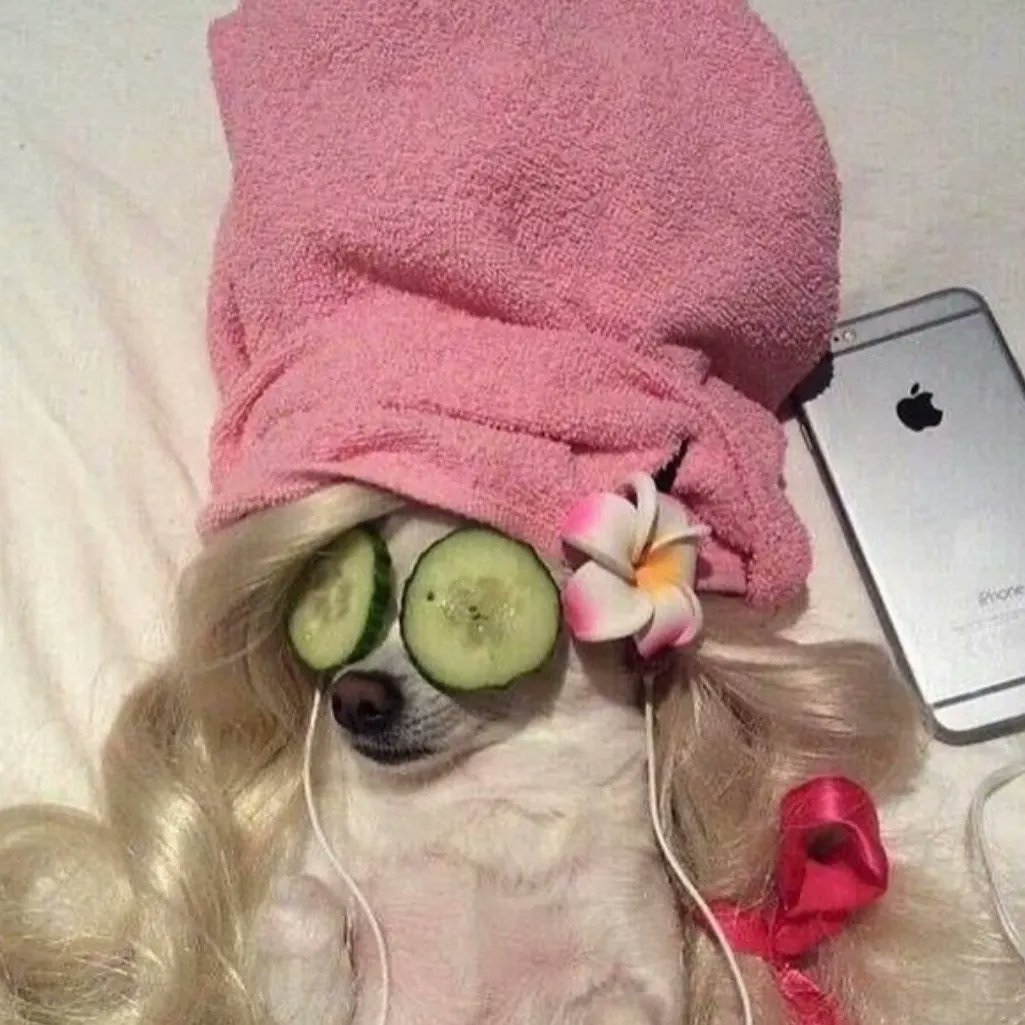 forrestleigh's tweet photo. Clarence the Chihuahua is chilling this weekend. What are you up to? #giStartStrong @gifhe https://t.co/jMVHqn7KXc