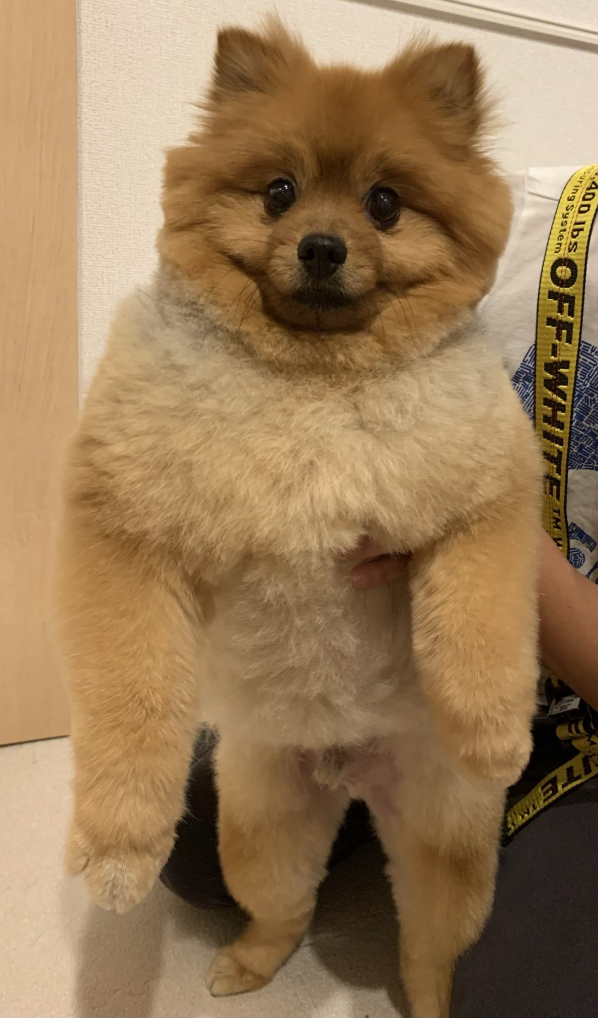 ぽん太 ロッツォじゃないよ ぽん太だよ トリミング失敗 ポメラニアン 柴犬カット 頼んでないよ T Co Xcaxpbbdgg Twitter ぽん太 ロッツォじゃないよ ぽん太だよ トリミング失敗 ポメラニアン 柴犬カット 頼んでないよ T Co Xcaxpbbdgg Twitter