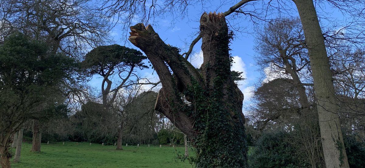 BarryHallett3's tweet photo. Beautiful wood carving on the trunk and bows of this rotting tree at #Saumarez park (very clever look closely)🇬🇬 https://t.co/GD8TSVLtnC