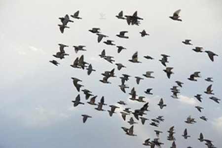 يعتمد مهرة المربين على إجبار طيورهم على القرار في أقفاصها بقصقصة الريش أو الحبس لفترة طويلة، حتى تمضي وقتا كافيا تألف فيه القفص، فإذا نما ريشها من جديد أو أطلقها بنفسه فسرعان ما تعود إليه.
أما قليل الخبرة فيستعجل فتح الباب وإطلاقها مما يجعلها تسعد بالانفلات والحرية ولا تعود إليه.
