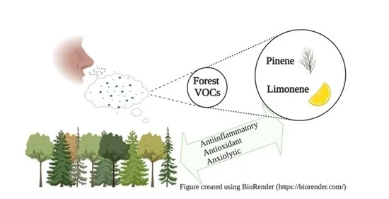 All__Incomplete's tweet photo. @Ldonahuehjelle Forest Volatile Organic Compounds and Their Effects on Human Health: A State-of-the-Art Review 

#LongCovid Therapy
https://t.co/jl194YxOcK https://t.co/3EbXvsiQm4