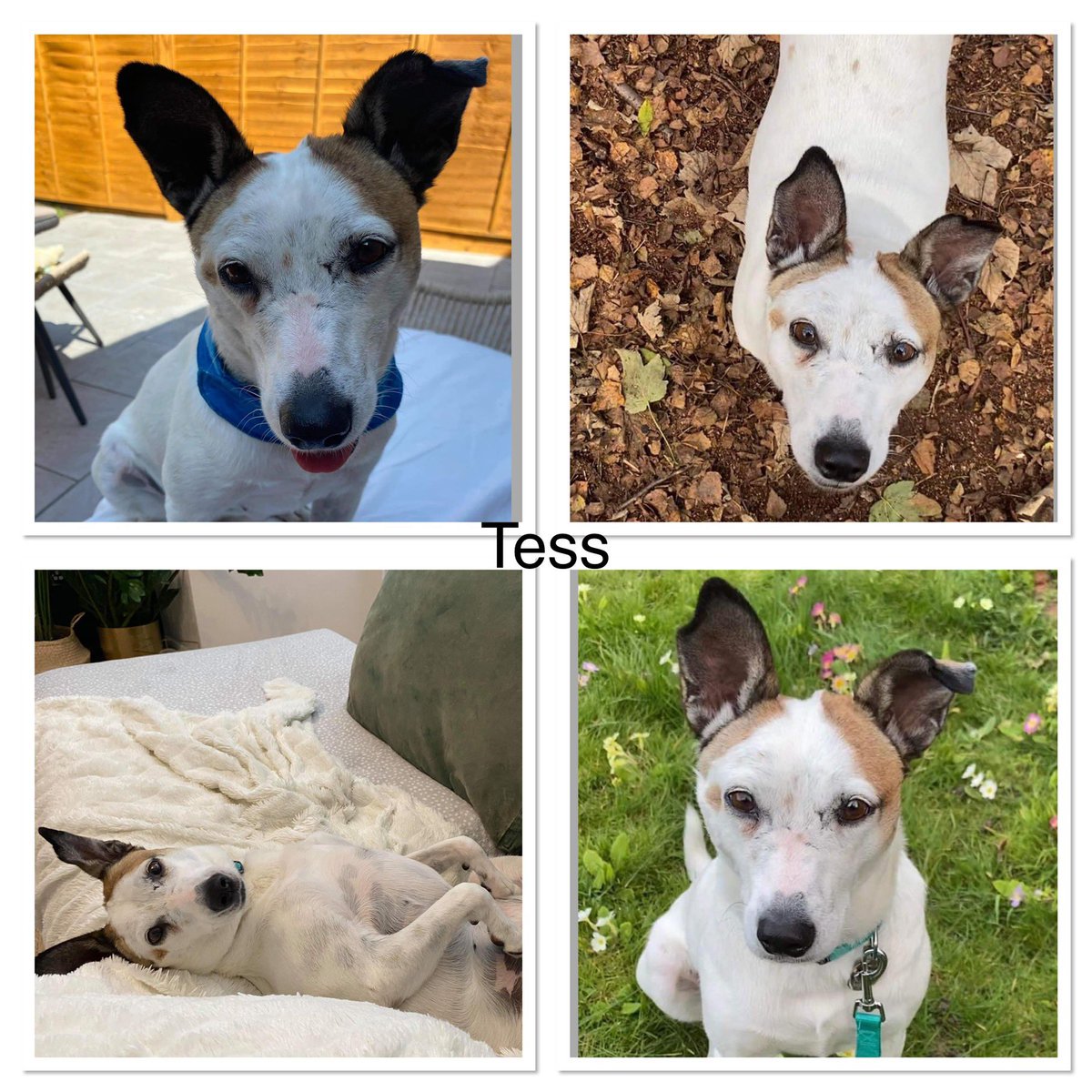 CharlieBrinkle2's tweet photo. Hi it’s Tess here-just popping by to say i’m still looking for an URGENT ‘female only’ foster or my forever home. Currently I’m in a foster in South London but cant stay due to Jan work commitments. I’m getting a bit desperate now If U  can help me pls contact @SCGR_Rescue 🤞🏻🙏❤️ https://t.co/4s4UEVE2Cw