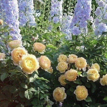 🌿🌼🧺 (@peacozy) on Twitter photo 
