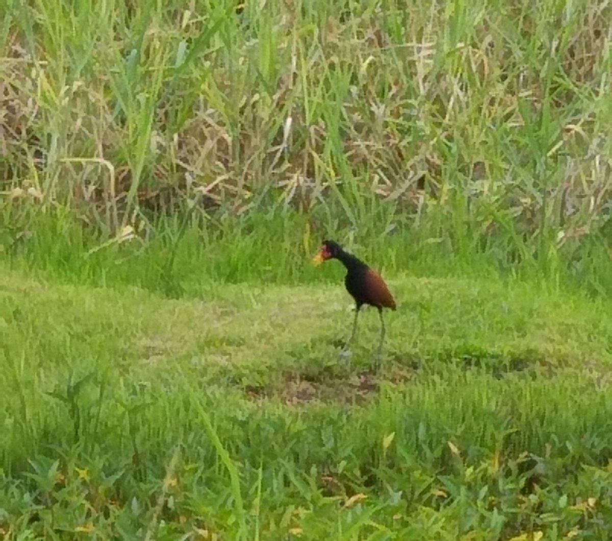 NelsonWens's tweet photo. Swamp birt In Suriname https://t.co/RJcZYRTUbj