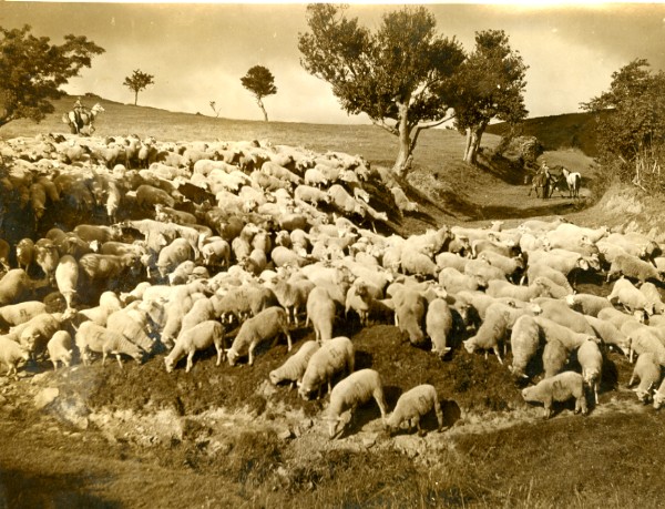 The annual task of collecting the sheep on the Black Mountain, Camarthenshire. The sheep are driven to the foot of the mountains along an old green lane for their dipping in 1933. #carmarthenshirehistory #agriculturalhistory