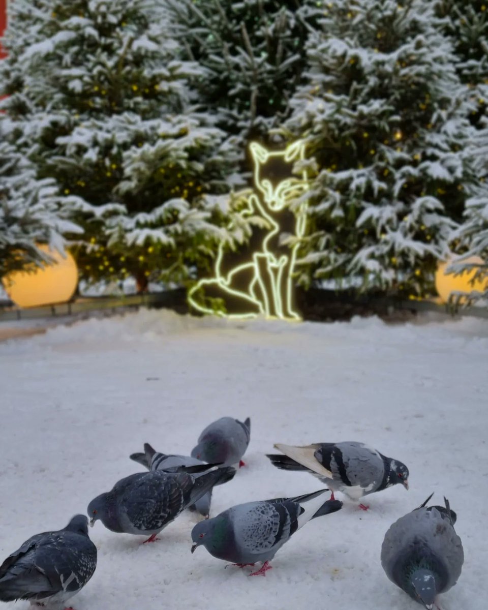 LIVEst_ee's tweet photo. Winter forest in the heart ❤️ of old Town #Tallinn #Estonia #Eesti #Эстония #Таллинн #VanaTallinn #Raekojaplats https://t.co/rtyvZvyDJT