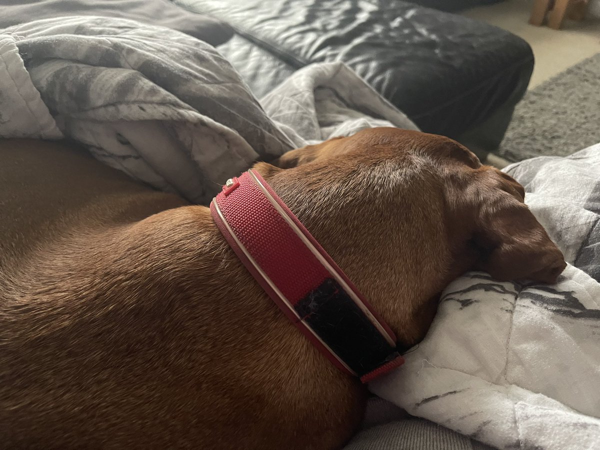 Sat here balling my eyes out <a href="/rickygervais/">Ricky Gervais</a>. My faithful friend came to make sure I was ok. Thank you for #AfterLife3 #AfterLife