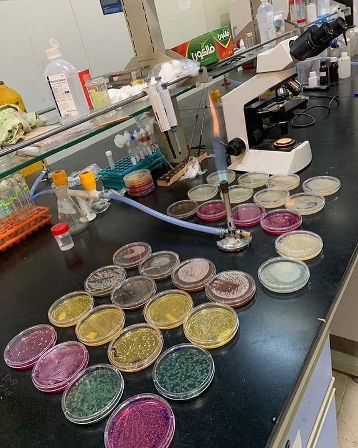 Beautiful colors of Microbiology Lab 🧪🧫