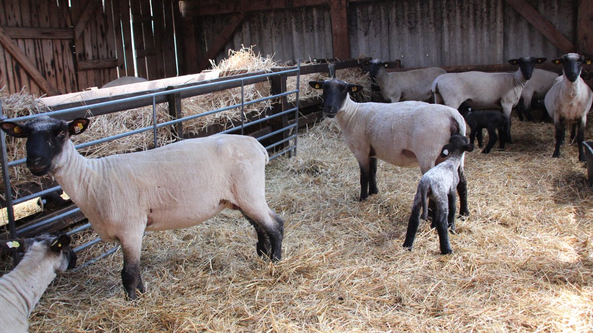ModernLandwirt's tweet photo. Lammzeit beginnt: Nachwuchssorgen bei den Schäfern
#ModernerLandwirt #Landwirtschaft #Agrar #agriculture
#Lammzeit #Lamm #Lammsaison #Schafe
https://t.co/y0yARIojVR https://t.co/Bg4QsAPdab