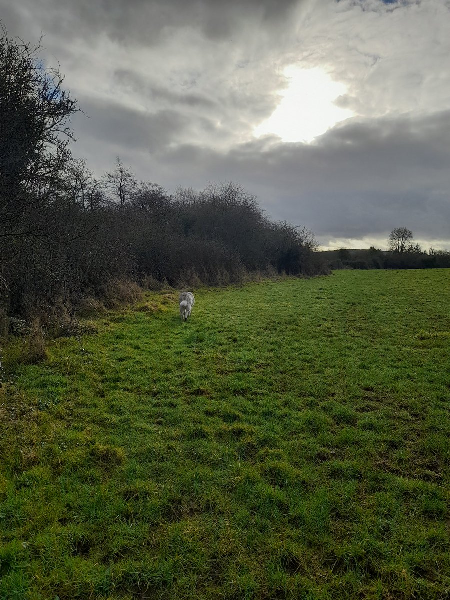 janeymcd23's tweet photo. I am very lucky where I live that I am surrounded by many beautiful places. In the height of #TheLadz fitness we would walk miles morning, noon and night around the town and surrounds. Lucky I only had a few scares. Good to get out for over an hour to re-assess.
#JustMeAndTheRi https://t.co/bULxsbzPrx
