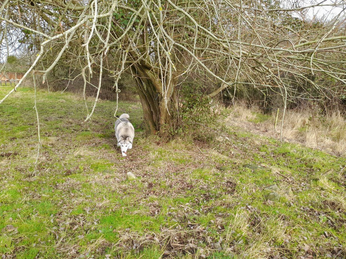 janeymcd23's tweet photo. I am very lucky where I live that I am surrounded by many beautiful places. In the height of #TheLadz fitness we would walk miles morning, noon and night around the town and surrounds. Lucky I only had a few scares. Good to get out for over an hour to re-assess.
#JustMeAndTheRi https://t.co/bULxsbzPrx