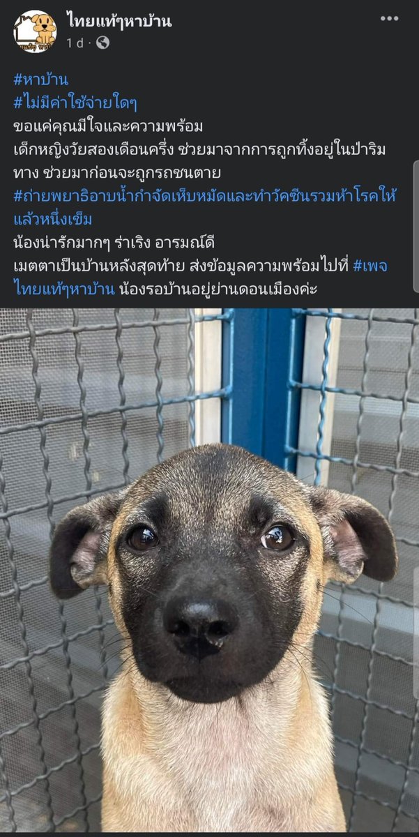 asayalak's tweet photo. @MJBank คุณแบงค์ลองติดต่อเพจนี้ดูไหมคะ มีเพศเมียพอดี แต่ไม่แน่ใจว่ามีคนรับไปหรือยัง เสียใจด้วยนะคะ เข้าใจความรู้สึกเลย ของที่บ้านก็แบบนี้ อยู่ดีๆป่วย ส่งรพ.เช้า ตีสองหมอโทรแจ้ง ใจสลายเลย สู้ๆค่ะ ขอให้สเตซี่ได้เพื่อนใหม่ไวๆ @MJBank https://t.co/asildSLL8w