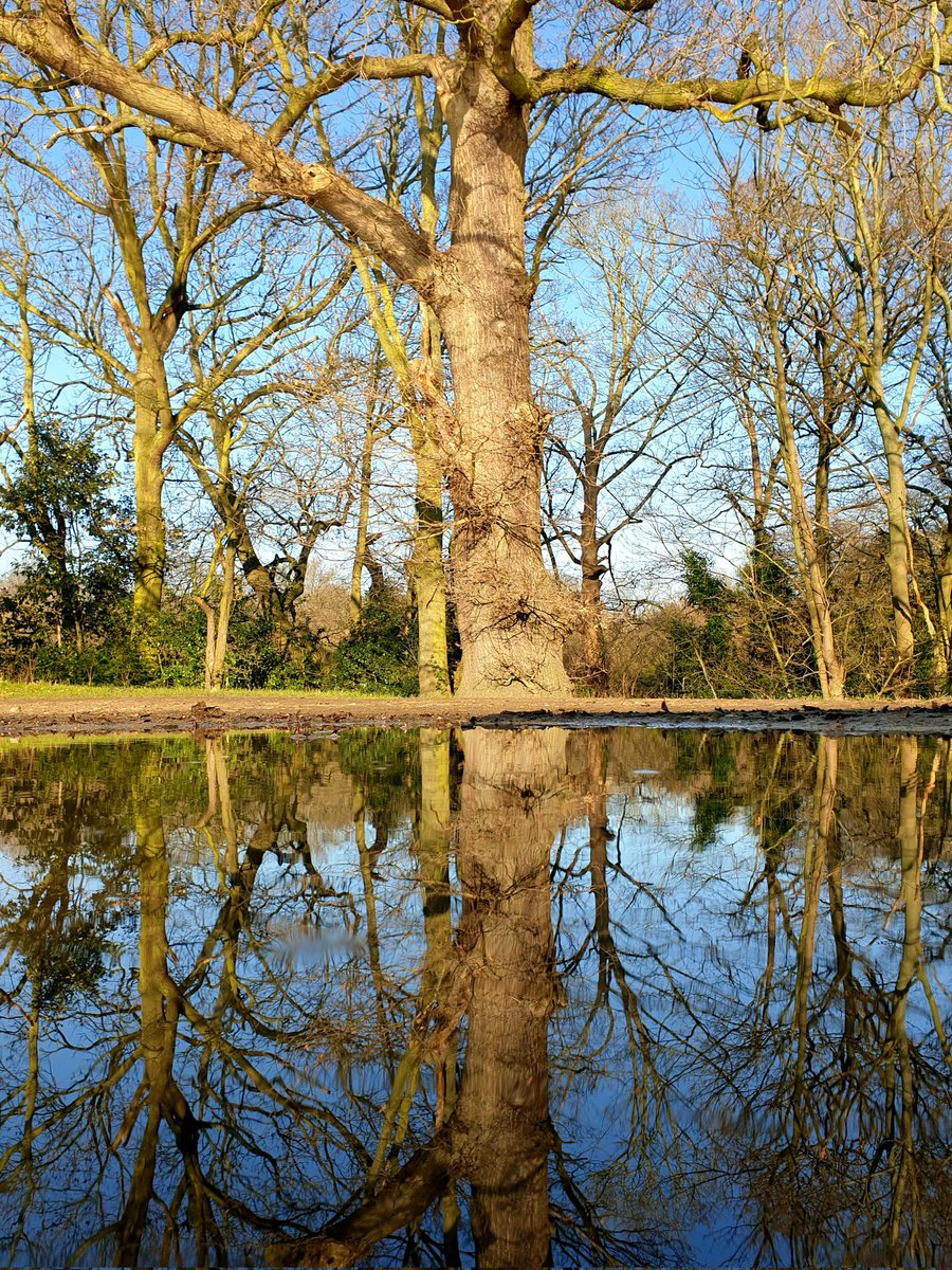 aini_butt's tweet photo. Nature will become a mirror even when the waters are muddy- if only you were to reflect. 
#REFLECTION #reflectiverun #nature https://t.co/UP9MwasoQX