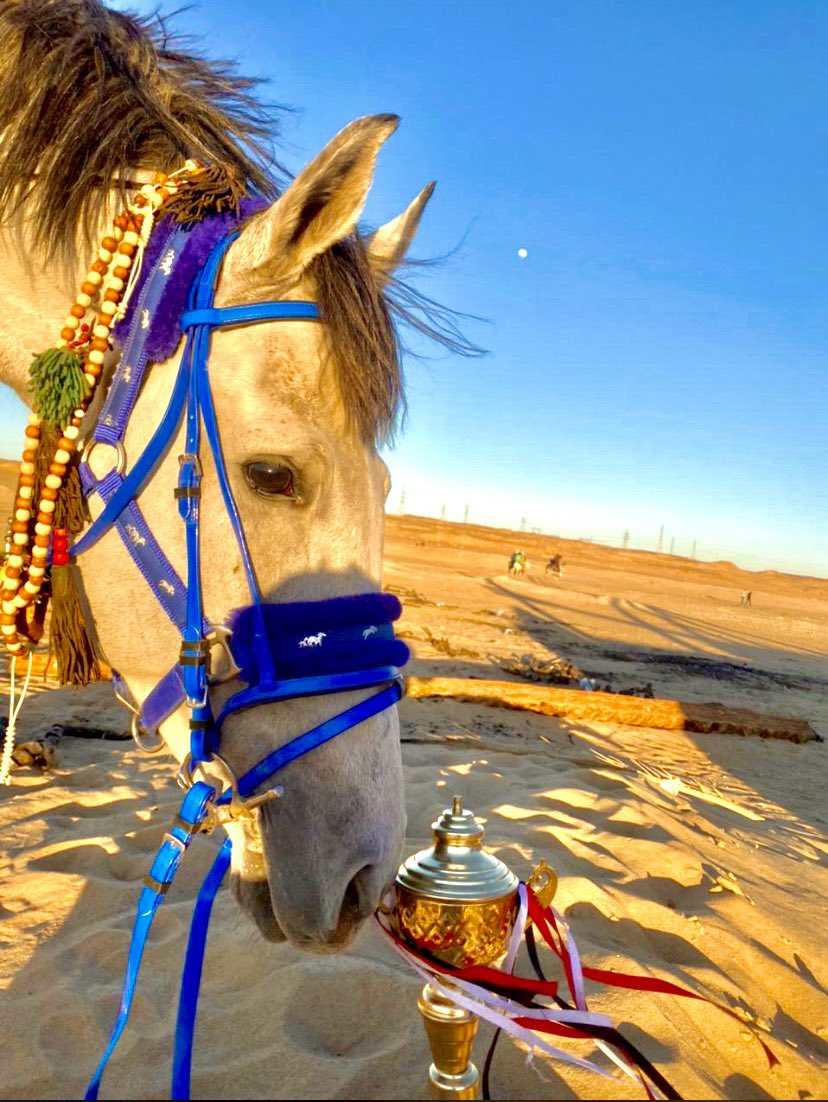 يا نسر اضرب  الأرض بحافريك فلينظر كل من سكن الصحراء إلى شموخ خيلي وبهائه ❤️🔥🦅