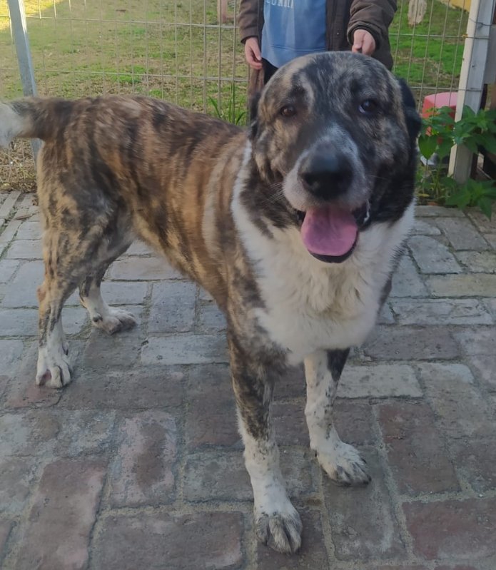 DPppeludos's tweet photo. Ya estás a salvo grandullón
Esto es de locos
En 16 días de año, nos hemos hecho cargo de 14 perros

pppeludosjerez@gmail.com

Si te animas a ayudar con un euro al mes
Gracias

https://t.co/J9P7o2swQx https://t.co/4OS9hNWrVF
