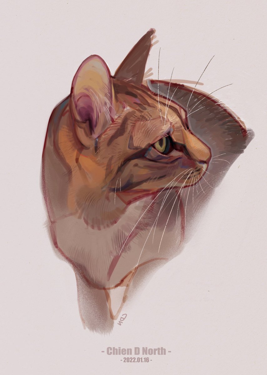 ChienDNorth's tweet image. My friend’s cat