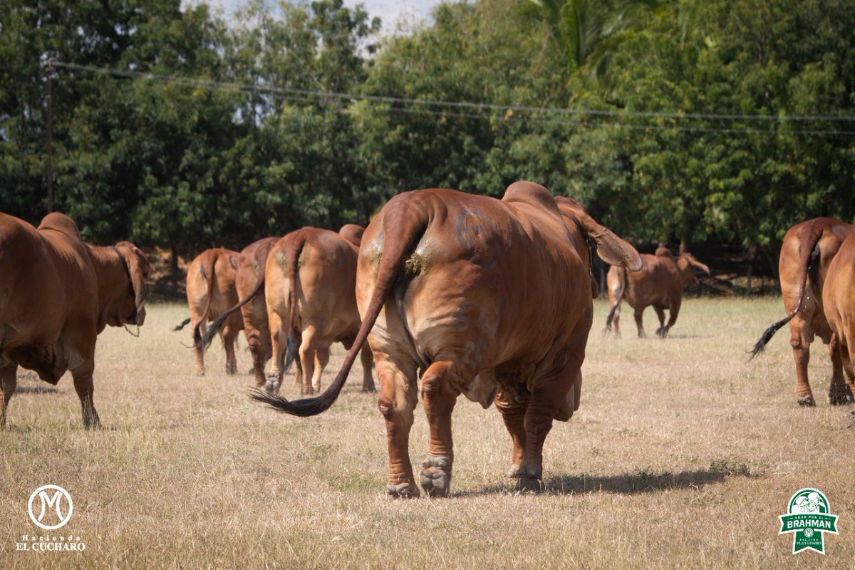 hdaelcucharo1's tweet image. ¿Sabía que el brahman posee unas glándulas sudoríparas muy bien desarrolladas, las cuales le permiten al animal resistir mejor a climas calurosos? Se genera una secreción oleosa que al desprenderse de las glándulas sebáceas actúa como repelente de insectos. #ganaderia #cebu