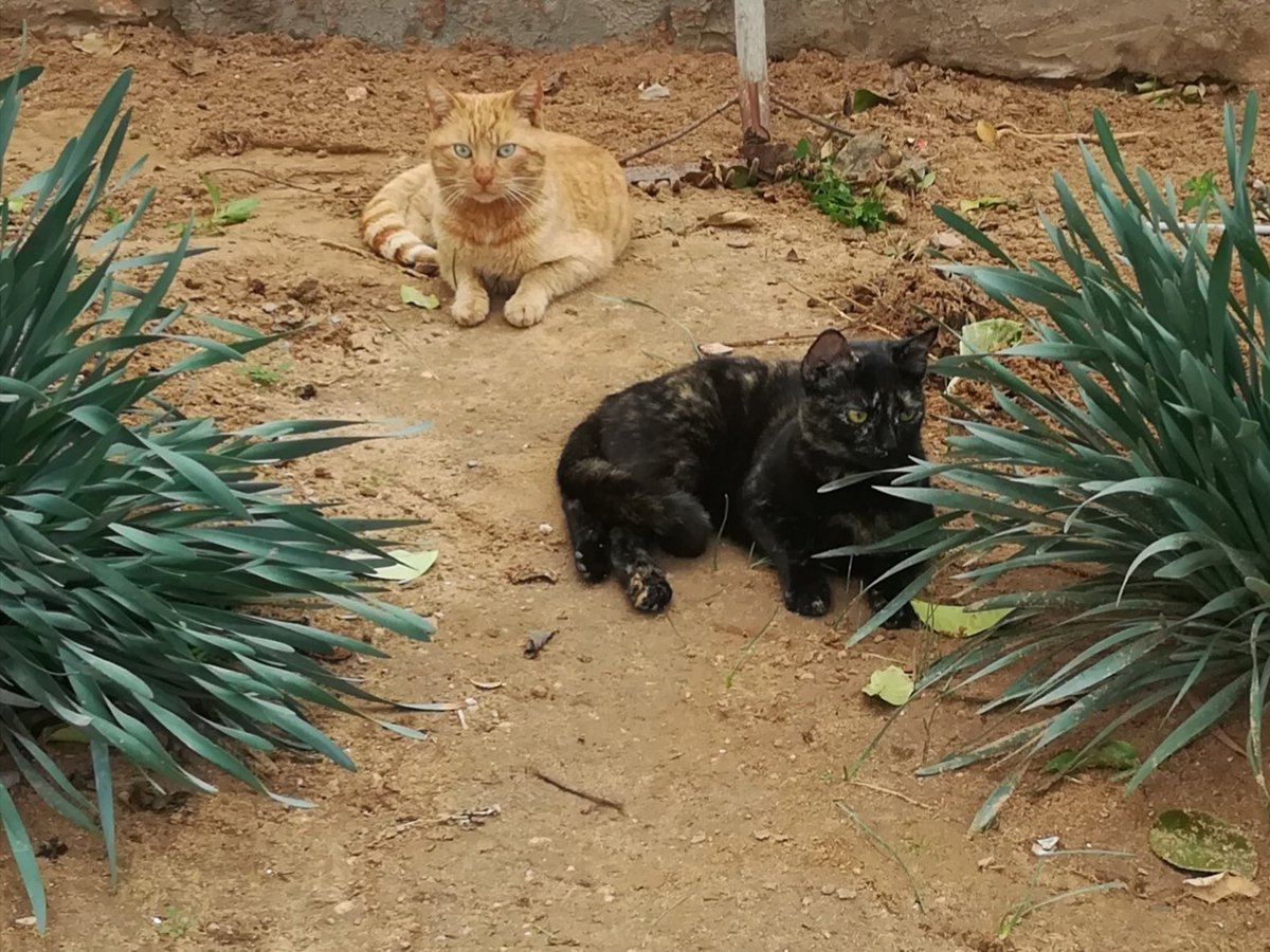 He's trying so hard to seduce my oreo, poor cat he got rejected