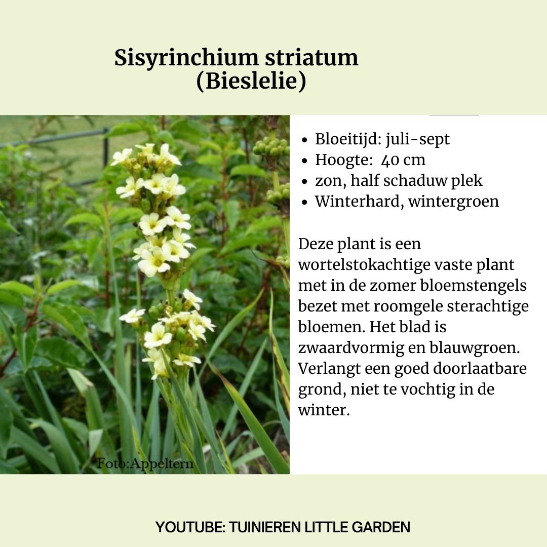 little garden (@littlegarden5) / Posts / X