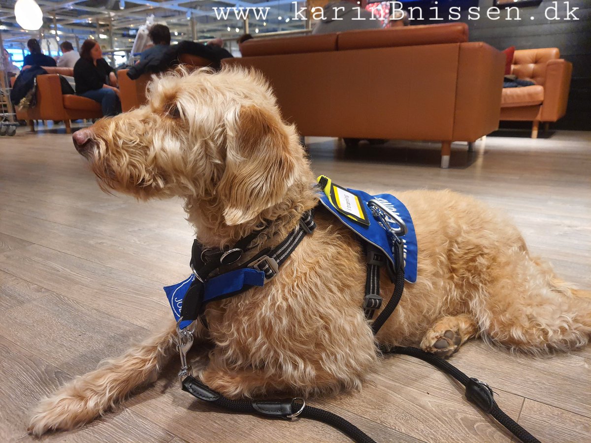 PrivatNissen's tweet photo. Vi træner til certificering som #servicehund Bine venter tålmodigt på, at jeg bliver færdig med at drikke kaffe i @IKEA. I Rosengårdscentret mødte vi en sød dame, som vi øvede kommandoen "hilse" med. Bine er certificeret #terapihund i min #KlinikForPsykoterapi https://t.co/QO0vBzkgrA