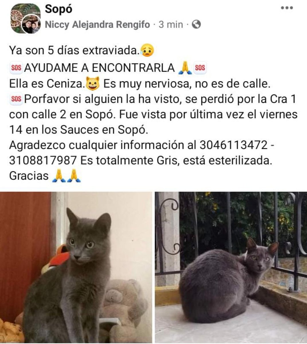 FabVelaG's tweet photo. #AnimalesPerdidos #MascotasExtraviadas.

Ceniza se extravió el 11 de enero, si nos pueden ayudar lo agradecería bastante...
@poramorarocky1 @AnimalesBOG @AlcaldiaSopo @AlcaldiaSopo 
@losbuscamos_col https://t.co/zz6VS9lBwI