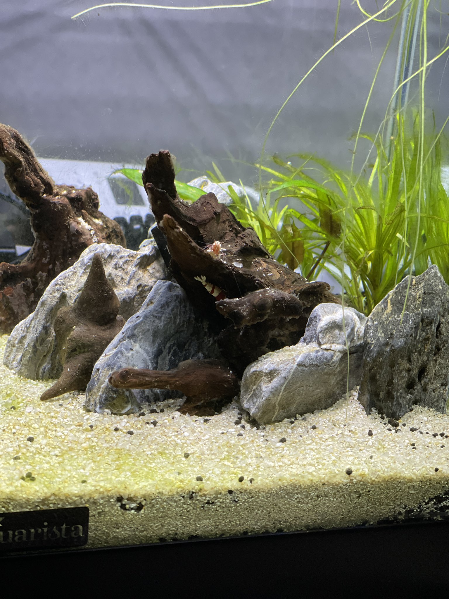 アクアリウム約一年経ちました Aquaquaqua U Twitter