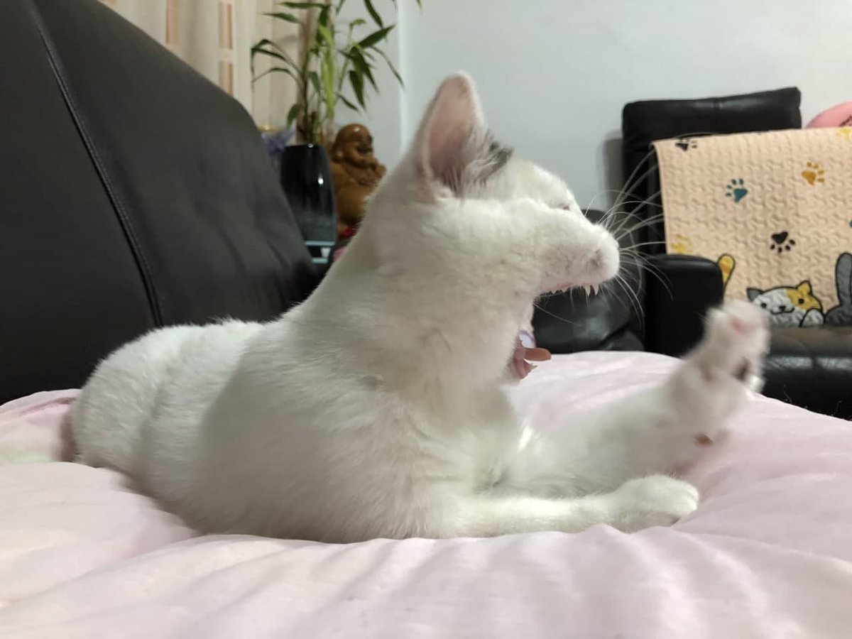 JugUfut's tweet photo. It's so hard to please people that it's better to please your own cat. good night💤 https://t.co/yTDE3WtuZU
