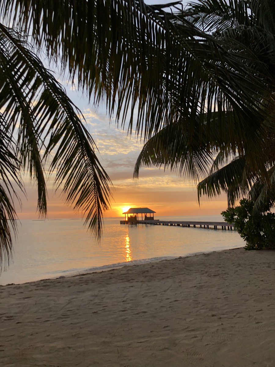 MantaDhangethi's tweet photo. Good evening 🌅 

#mantadhangethi #dhangethi #sunset #visitdhangethi  #maldives #palmtrees https://t.co/bl7gXPHWbQ