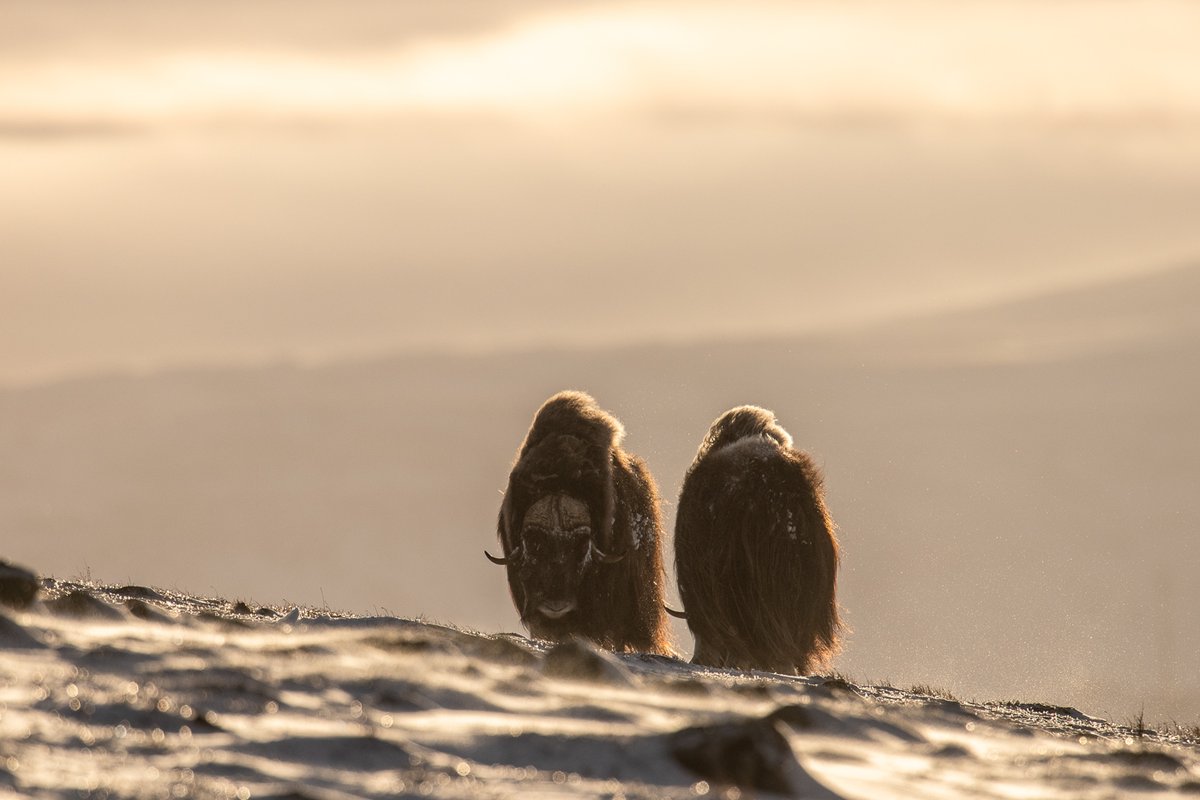 RobertHaasmann's tweet image. Yesterday in the Dovrefjell mountains in Norway. What a beautiful light. :)

#norway #Dovrefjell #MuskOx #wildlifephotography