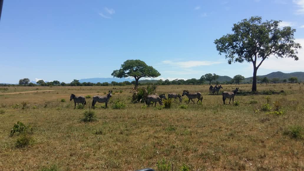 Unataka kwenda Mikumi, Selous game reserve, Tarangire&Like manyara, Ngorongoro na Zanzibar?
#BudgetSafari tupo kwaajili yako.

Piga 0777232747 tukuhudumie. 
 #ExperienceWildLife