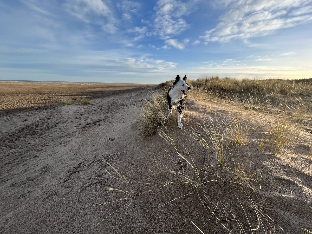 Lucky photobomb at #tentsmuir 🐾❤️