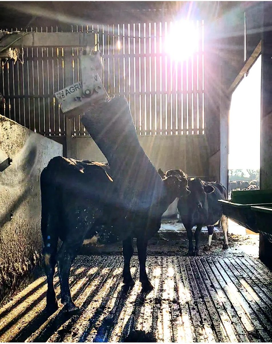 Chilled vibes on a sunny Sunday! 

Like this cow, hope everyone gets a chance to relax at some point today!

#weekendvibes #sunny #sundayvibes #chilledcow #relax #selfcare #selfcaresunday #sunnysunday #lifeonthefarm #cow #teamdairy #farm24 #farmlife #cowbrush #agricow #happycow