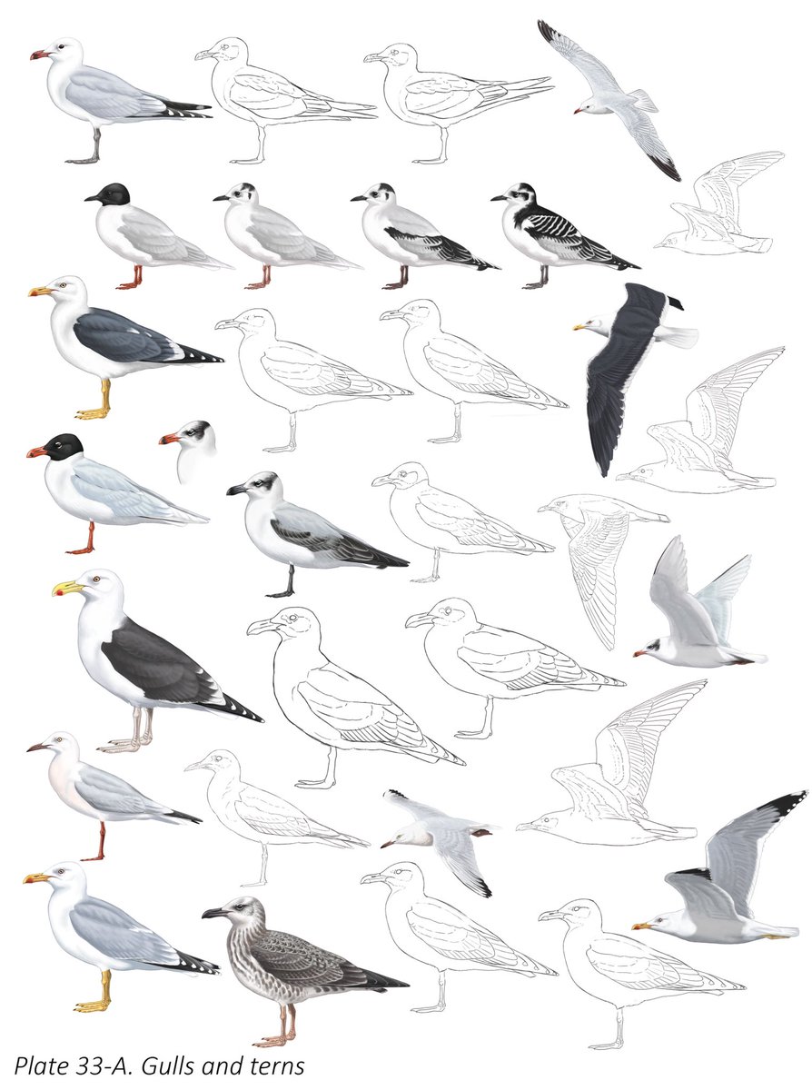 AlexMascarell's tweet photo. Gulling! #audouinii #minutus #fuscus #melanocephalus #marinus #genei #michahellis https://t.co/4hV6Em2zqd