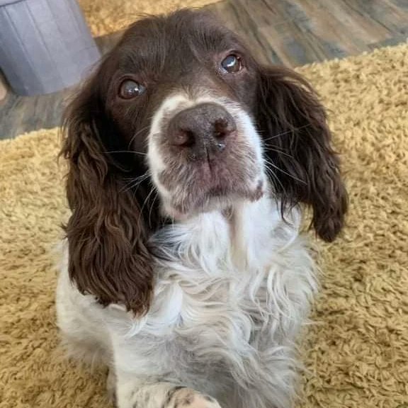 An update from Team Scrappy.