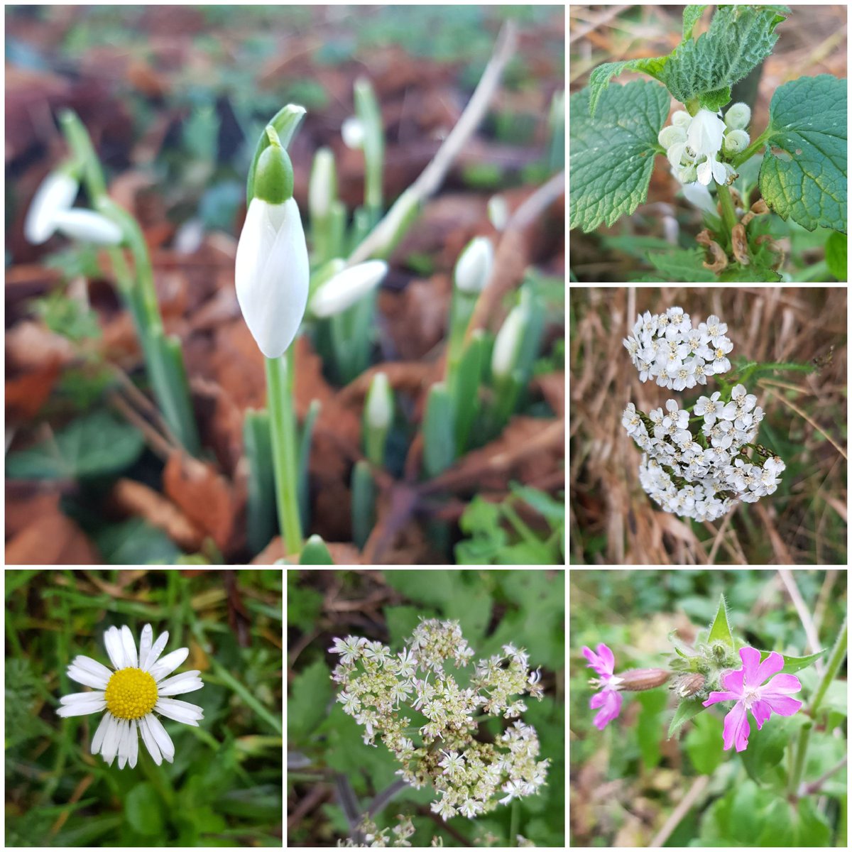 fosterclare2's tweet photo. #wildflowerhour snowdrops, dead nettle, achillea, red campion, hogweed, and daisy #Wildflowers #Winter https://t.co/i5Ev16tSG8