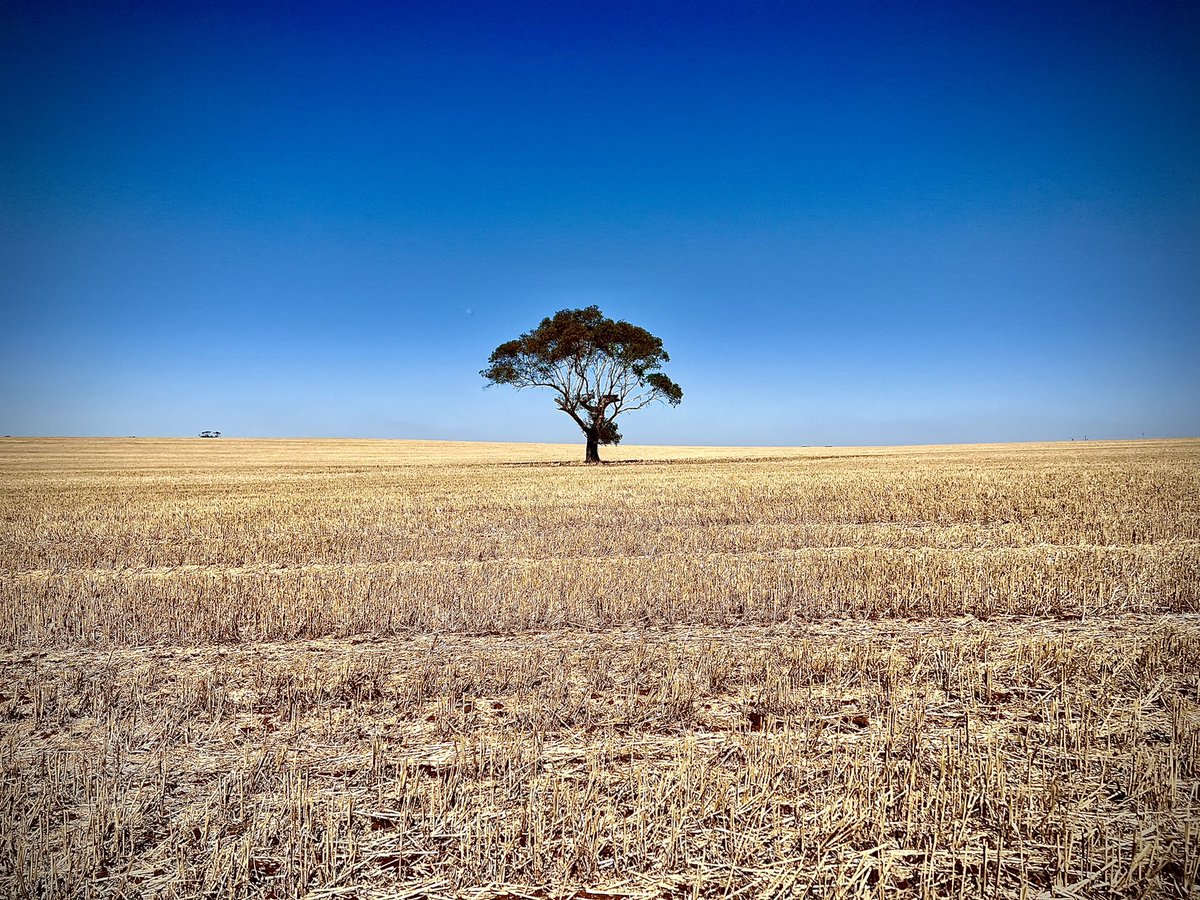 arborsmarty's tweet photo. Spare me.
#isolatedtrees https://t.co/3hee9xVZvA