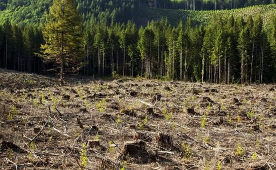 DeforDesertif's tweet photo. Обезлесение приводит к снижению биоразнообразия, запасов древесины, в том числе для промышленного использования, к почвенной эрозии (разрастание оврагов, вымывание плодородного слоя), снижению водности рек, а также к усилению парникового эффекта #helpnature #deforestation #HELP https://t.co/YuHRwBl9Wa